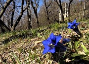 44 Gentiana Clusii in fiore al roccolo